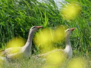Monatsthema Paare/Paariges - Fotografin Anne Jeuk