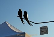Monatsthema Paare/Paariges - Fotografin Anne Jeuk