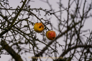 Monatsthema Paare/Paariges - Fotograf Clemens Schnitzler