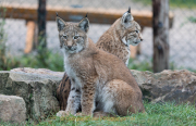 Monatsthema Paare/Paariges - Fotograf Werner Ch. Buchwald