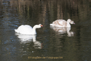 Monatsthema Paare/Paariges - Fotograf Werner Ch. Buchwald