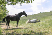 Monatsthema Paare/Paariges - Fotograf Werner Ch. Buchwald