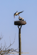 Monatsthema Paare/Paariges - Fotograf Werner Ch. Buchwald