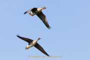 Monatsthema Paare/Paariges - Fotograf Werner Ch. Buchwald