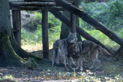 Monatsthema Paare/Paariges - Fotograf Werner Ch. Buchwald