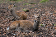 Monatsthema Paare/Paariges - Fotograf Werner Ch. Buchwald