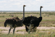 Monatsthema Paare/Paariges - Fotograf Werner Ch. Buchwald