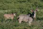 Monatsthema Paare/Paariges - Fotograf Werner Ch. Buchwald