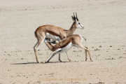 Monatsthema Paare/Paariges - Fotograf Werner Ch. Buchwald