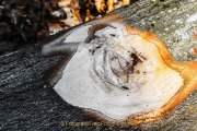 Monatsthema Rinde - Fotografin Jutta R. Buchwald