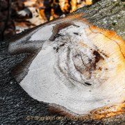 Monatsthema Rinde - Fotografin Jutta R. Buchwald