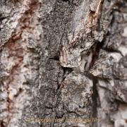 Monatsthema Rinde - Fotograf Thomas Stähler