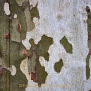 Monatsthema Rinde - Fotograf Thomas Stähler