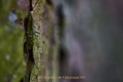 Monatsthema Rinde - Fotograf Thomas Stähler