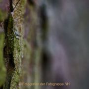 Monatsthema Rinde - Fotograf Thomas Stähler