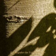 Monatsthema Rinde - Fotograf Clemens Schnitzler