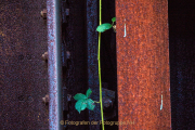 Rost - Fotografin Anne Jeuk