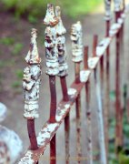Rost - Fotograf Henry Mann
