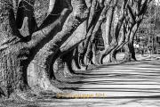 Thema Schatten -Fotograf Joachim Würth