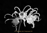 Monatsthema Schwarz-Weiss - Fotografin Anne Jeuk