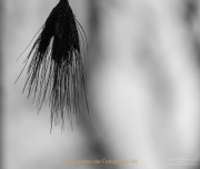 Monatsthema Schwarz-Weiss - Fotograf Clemens Schnitzler
