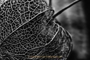 Monatsthema Schwarz-Weiss - Fotografin Jutta R. Buchwald
