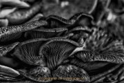 Monatsthema Schwarz-Weiss - Fotografin Jutta R. Buchwald