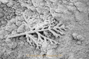 Monatsthema Schwarz-Weiss - Fotografin Nicole Gieseler