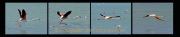 AnneJ_Sequenz-Flamingoflug