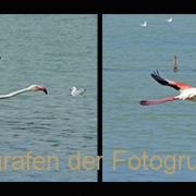 AnneJ_Sequenz-Flamingoflug