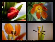 AnneJ_Sequenz-Tulpe