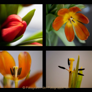 AnneJ_Sequenz-Tulpe