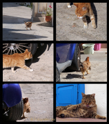 AnneJ_Sequenz_Huhn_Katze