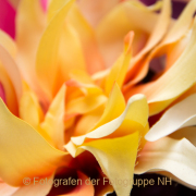 Monatsthema Stoffe - Fotografin Nicole Gieseler