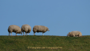Monatsthema Tierisches - Fotografin Anne Jeuk