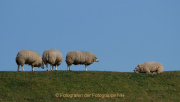 Monatsthema Tierisches - Fotografin Anne Jeuk