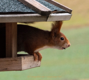 Monatsthema Tierisches - Fotografin Anne Jeuk