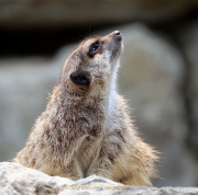 Monatsthema Tierisches - Fotografin Anne Jeuk