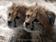 Monatsthema Tierisches - Fotografin Anne Jeuk