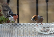 Monatsthema Tierisches - Fotografin Anne Jeuk