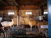 Monatsthema Tierisches - Fotografin Anne Jeuk