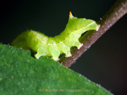 Monatsthema Tierisches - Fotografin Anne Jeuk