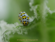 Monatsthema Tierisches - Fotografin Anne Jeuk