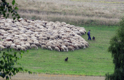 Monatsthema Tierisches - Fotografin Anne Jeuk