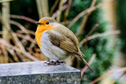 Monatsthema Tierisches - Fotograf Clemens Schnitzler