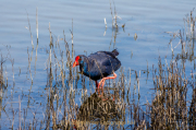 Monatsthema Tierisches - Fotograf Clemens Schnitzler