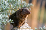 Monatsthema Tierisches - Fotograf Clemens Schnitzler