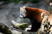 Monatsthema Tierisches - Fotograf Clemens Schnitzler