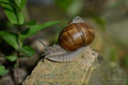 Monatsthema Tierisches - Fotograf Clemens Schnitzler