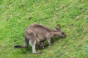 Monatsthema Tierisches - Fotografin Jutta R. Buchwald